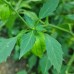 Queen of Malinalco Tomatillo
