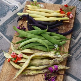 Colourful Rainbow Bean Collection