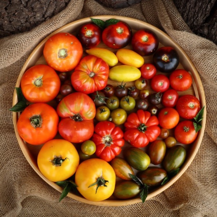 Rainbow Tomato Collection