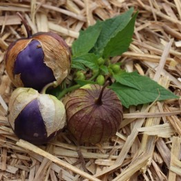 Tomatillo Really Purple