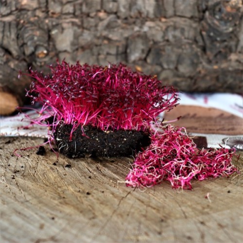 Red Amaranth (Sprouting Seed)