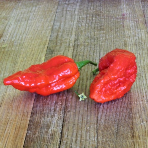 Bhut Jolokia Red