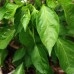 Peter Pepper Red