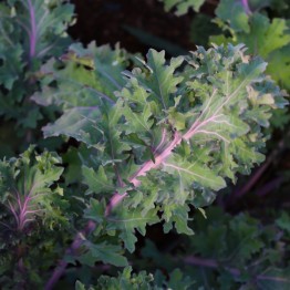 Red Ursa Kale