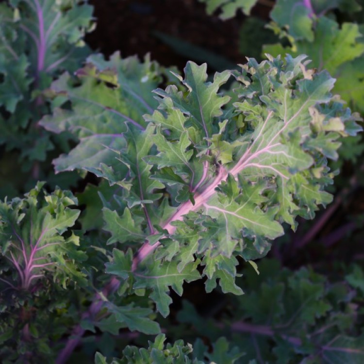 Red Ursa Kale