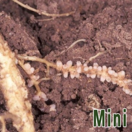 Soygro Alfalfa Inoculum Mini Pack