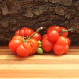 Reise Tomato