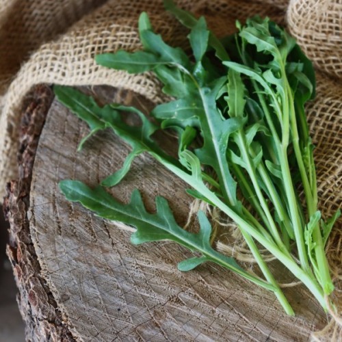 Rocket (Arugula)