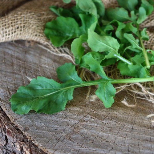 Rocket (Arugula)
