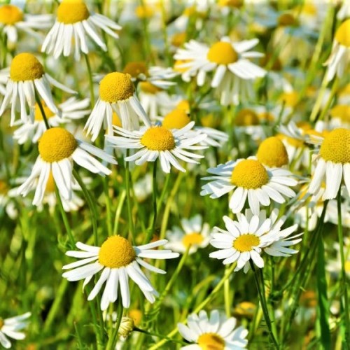 Chamomile Roman