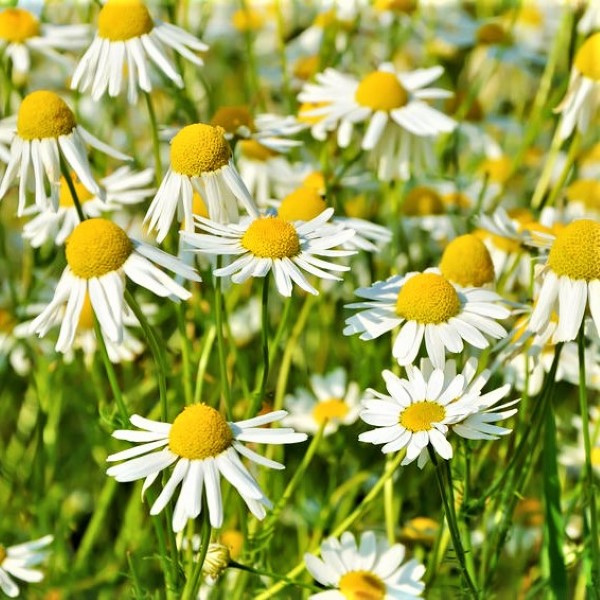 Chamomile Roman