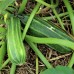 Costata Romanesco Zucchini