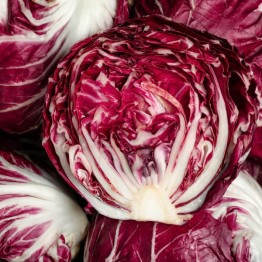 Rossa di Treviso Radicchio