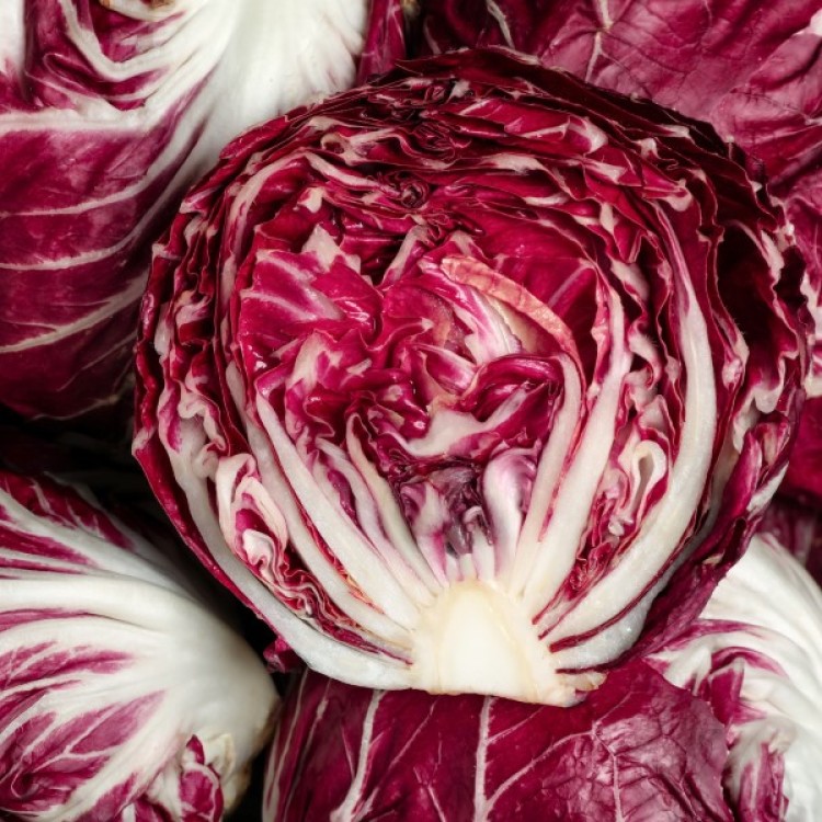 Rossa di Treviso Radicchio