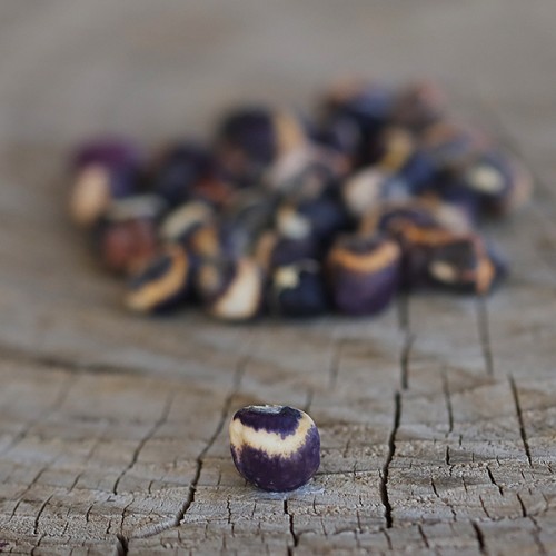 Royal Striped Cowpea