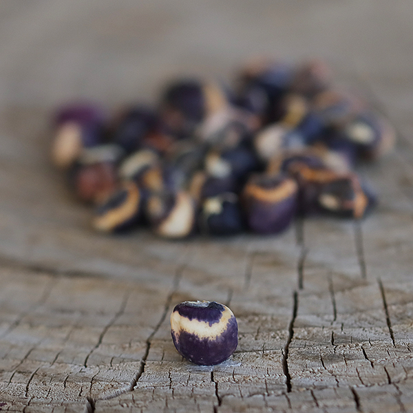 Royal Striped Cowpea