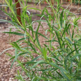 Tarragon Russian