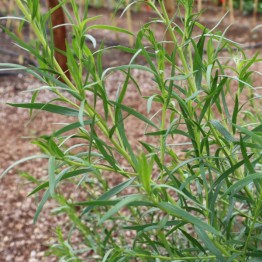 Russian Tarragon 