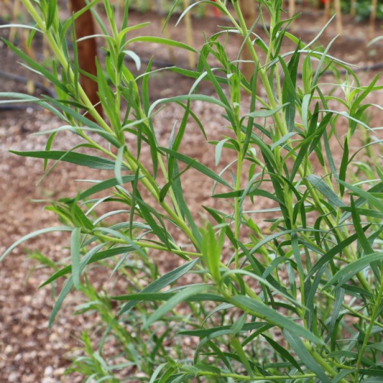 Tarragon Russian