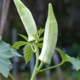 Silver Queen Okra