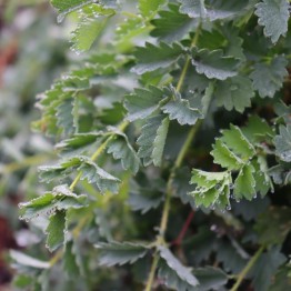 Salad Burnet