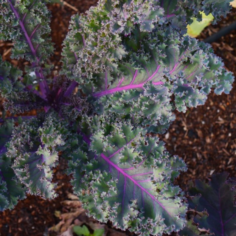 Scarlet Kale