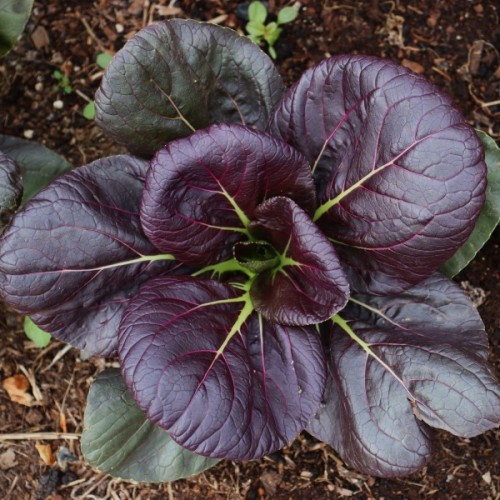 Scarlet Red Tatsoi