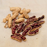 Schronce’s Black Peanut