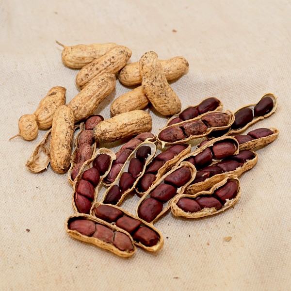 Schronce’s Black Peanut