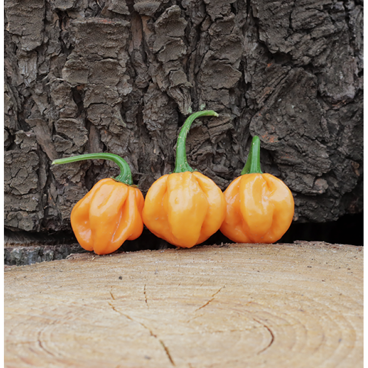 Scotch Bonnet Freeport Orange