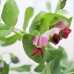 Shiraz Peas