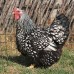 Silver Laced Wyandotte