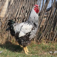 Silver Laced Wyandotte