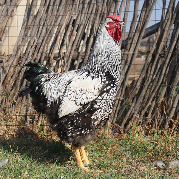 Silver Laced Wyandotte