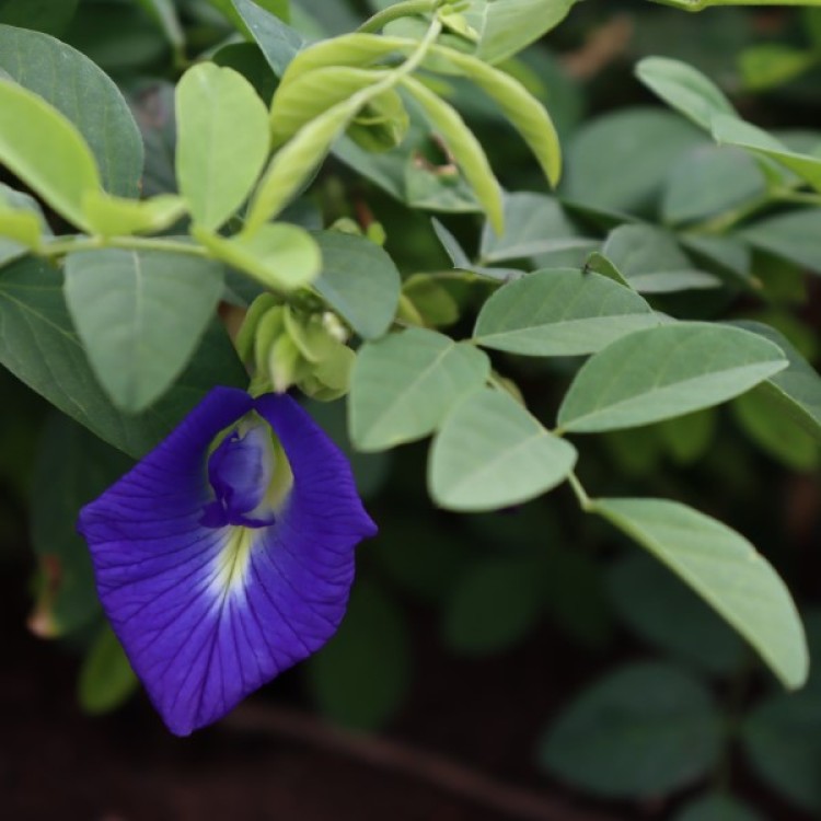 Single Flower Butterfly Peas