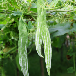 Snake Gourd