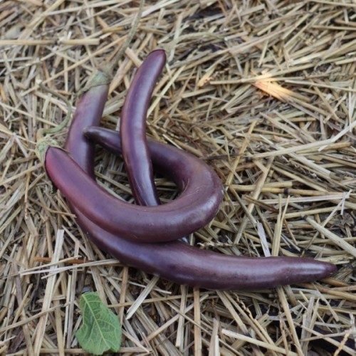 Snake of Mugla Brinjal