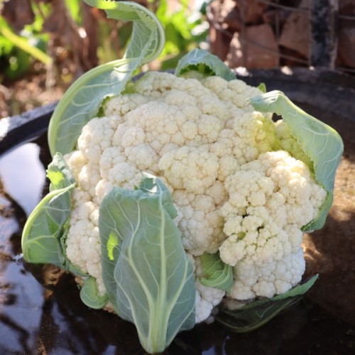 Snowball Cauliflower