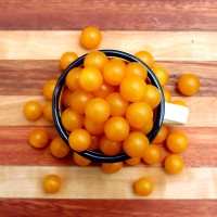 Solanum spontaneum