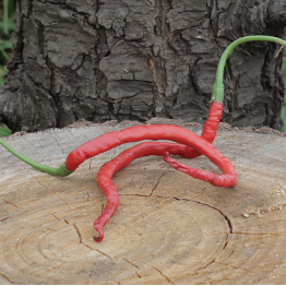 Spaghetti Chilli