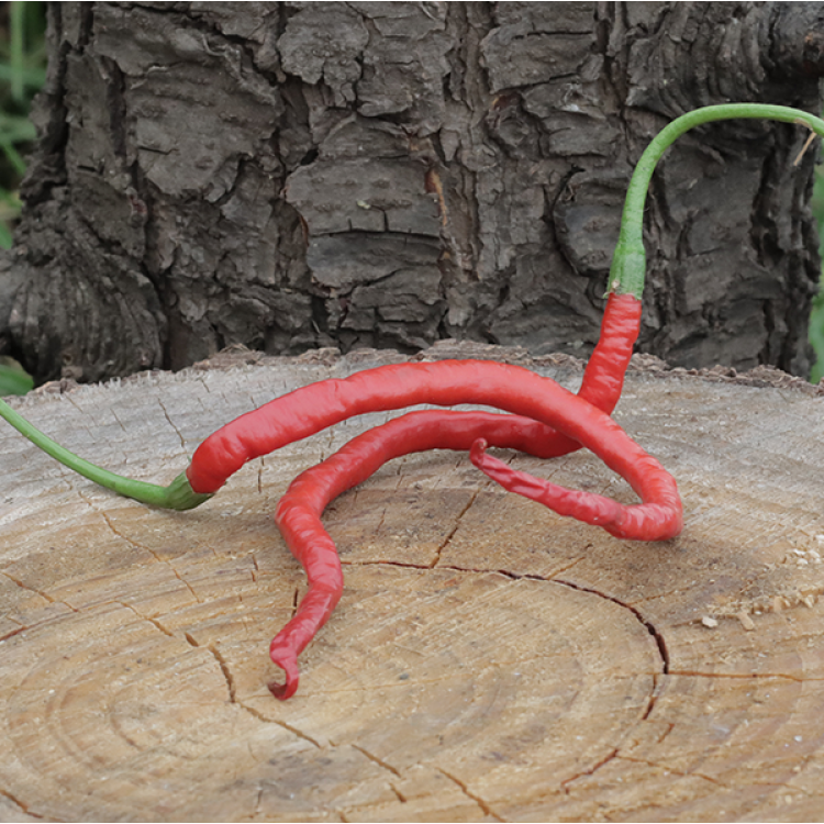 Spaghetti Chilli