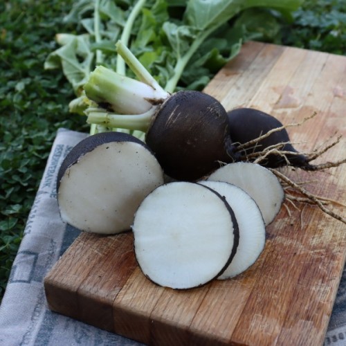 Spanish Black Radish