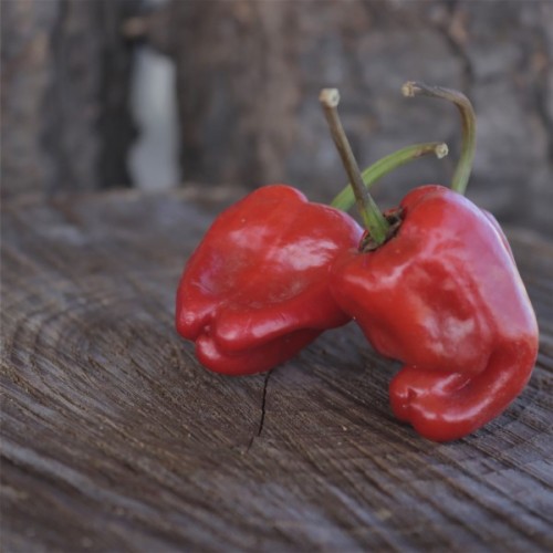 Spanish Fryer / Pimiento de Padrón