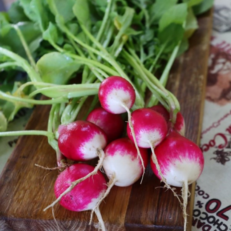 Sparkler Radish