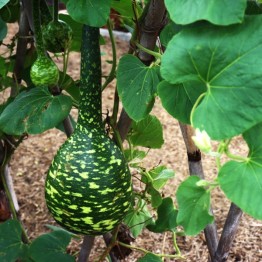 Speckled Swan Gourd