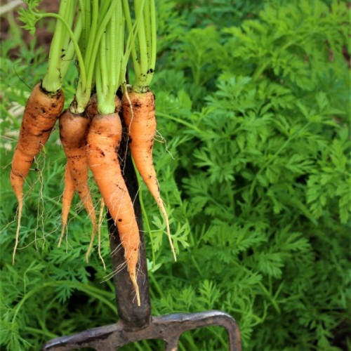 St Valery Carrot