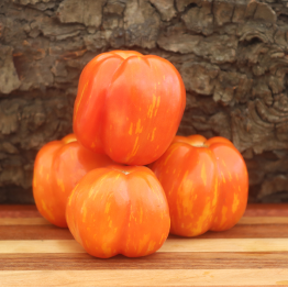 Striped Stuffer Tomato