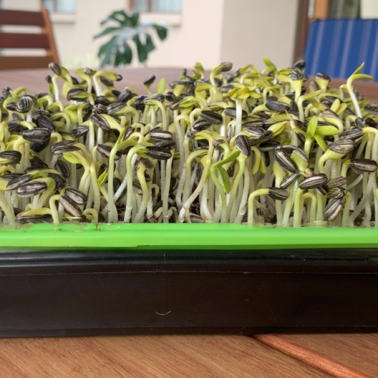 Striped Sunflower Seeds 120g