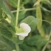 Sugar Ann Snap Pea