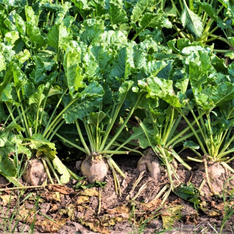 Sugar Beet